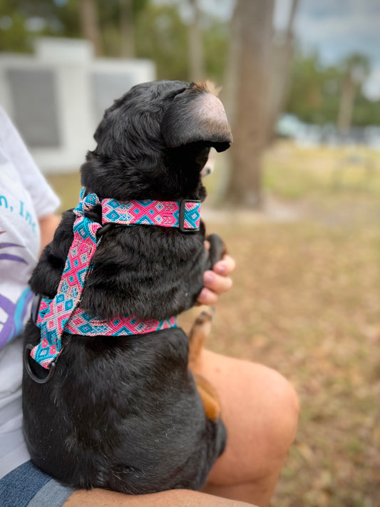 H Style Harness Pictured: S/M