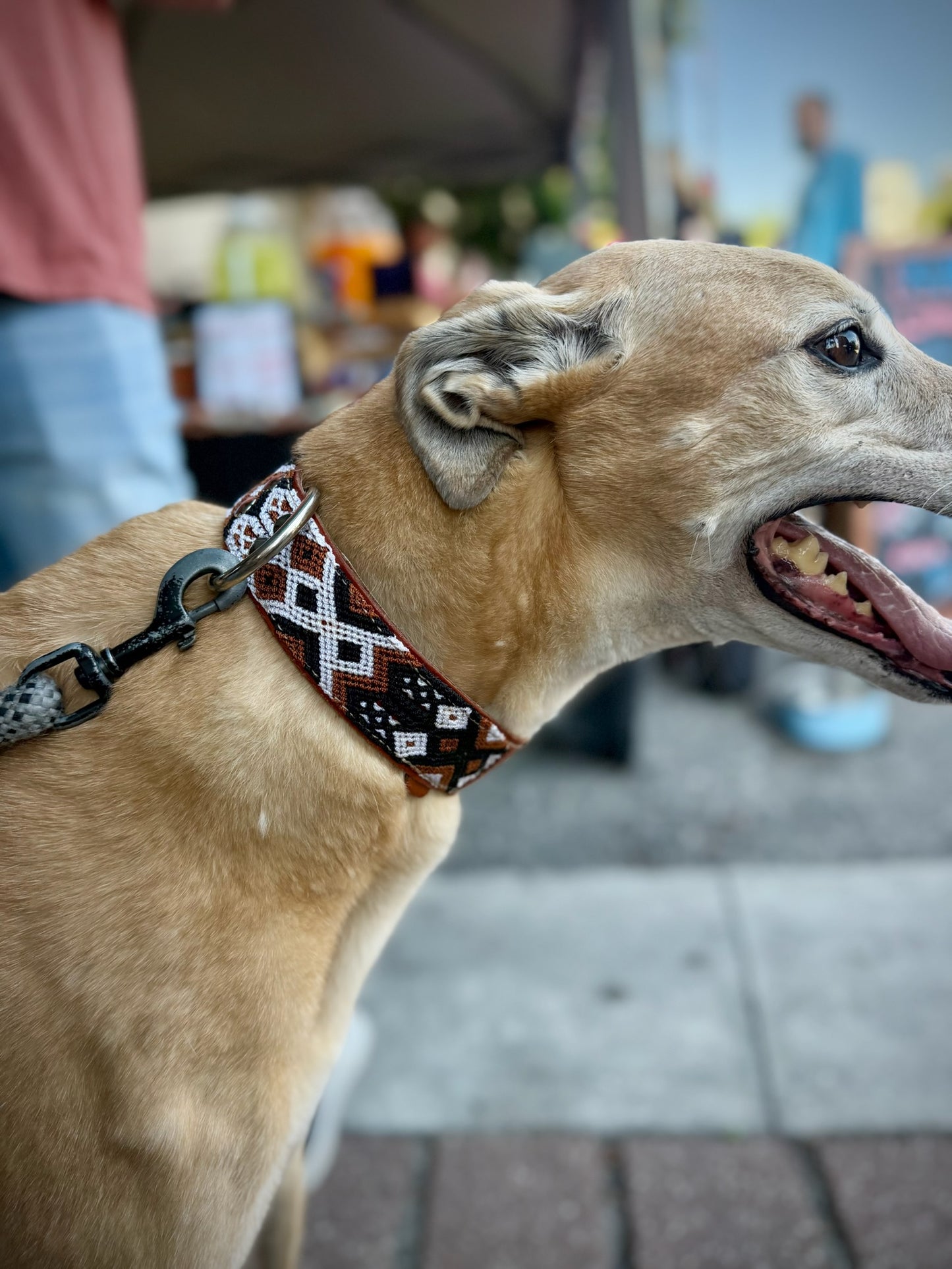 Auggie Collar