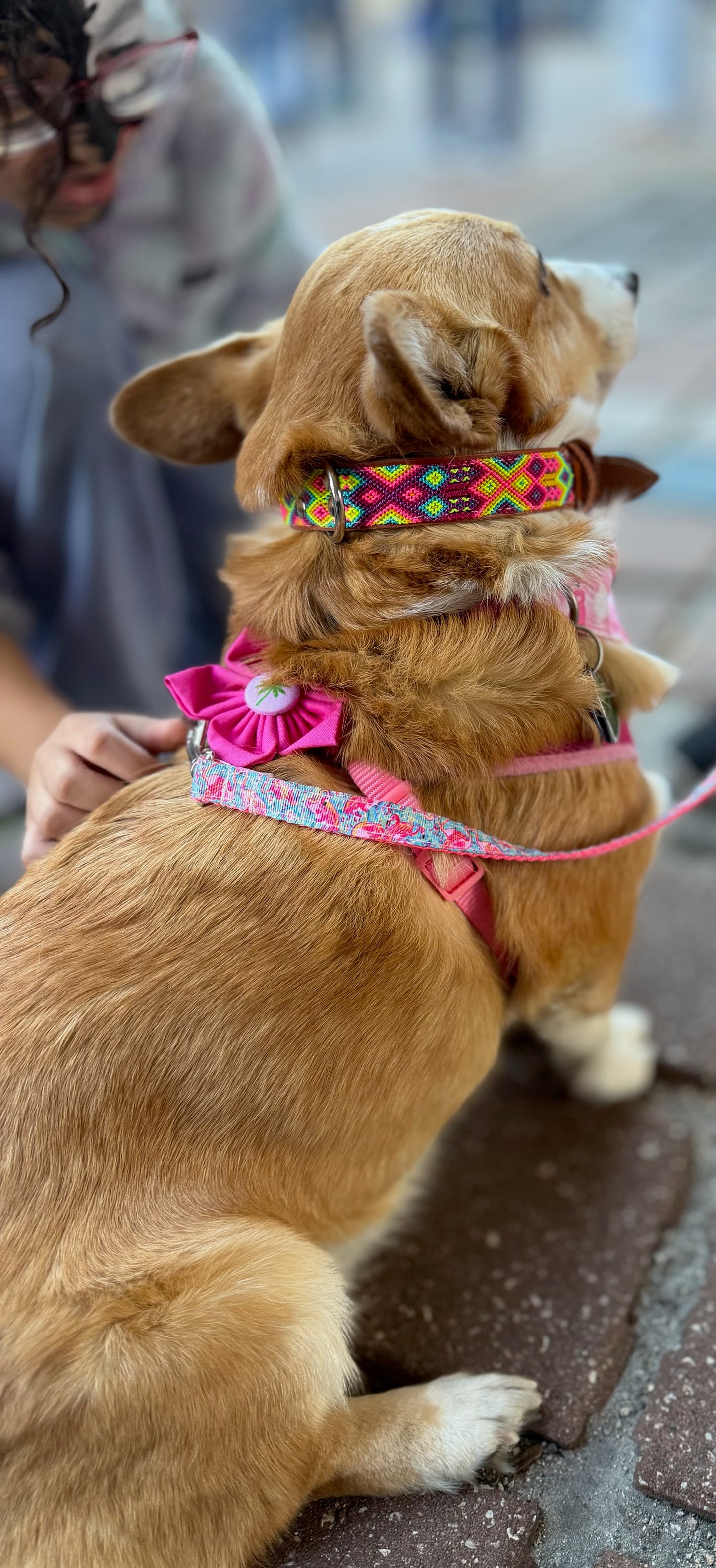 High Tide Collar