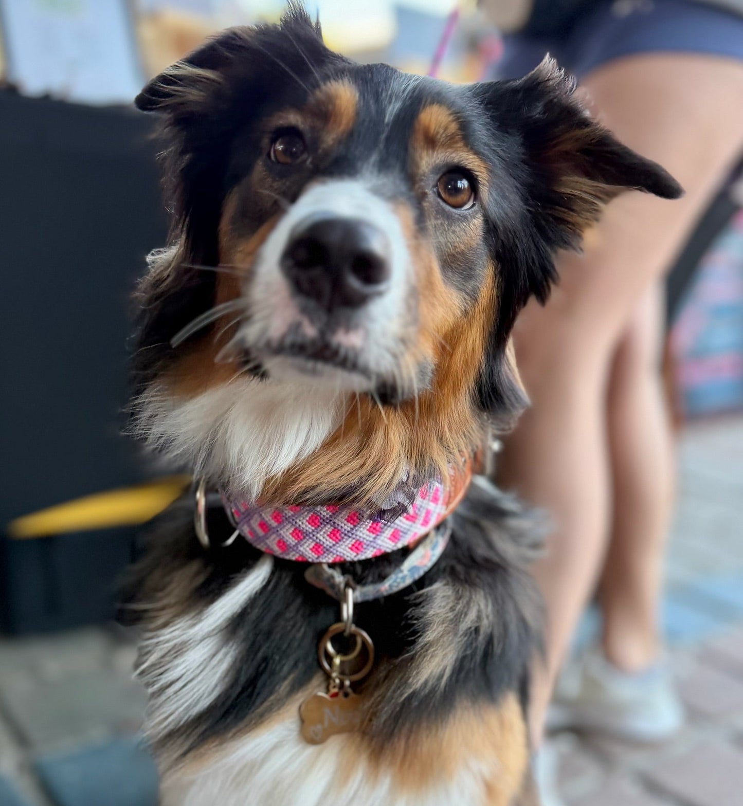 The OC Collar
