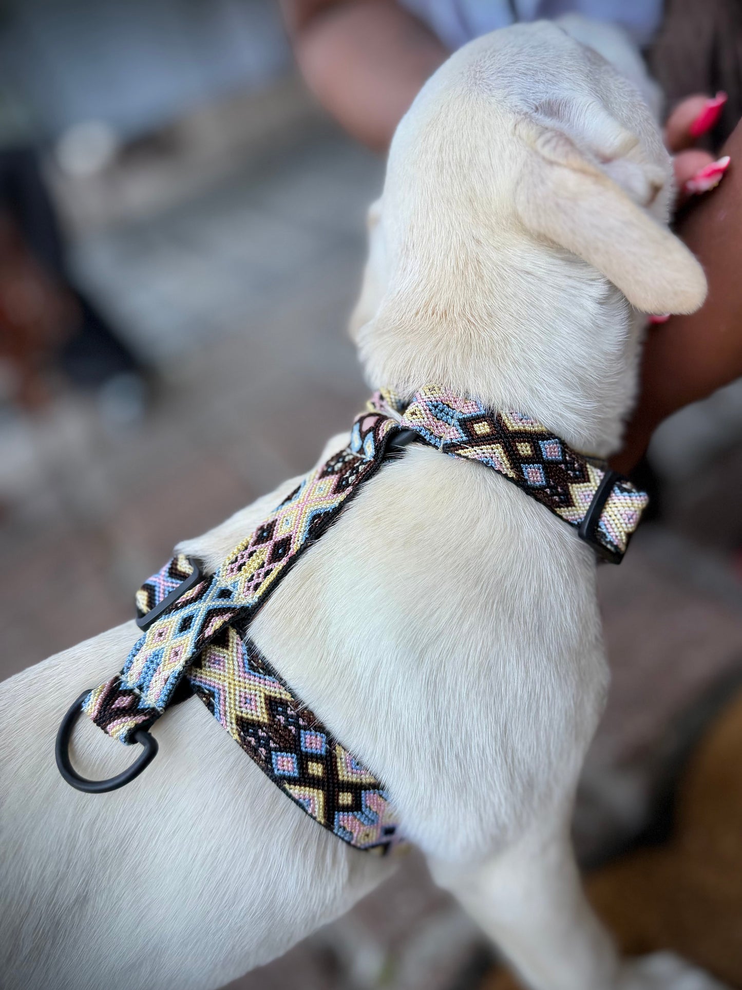 The Ray Harness