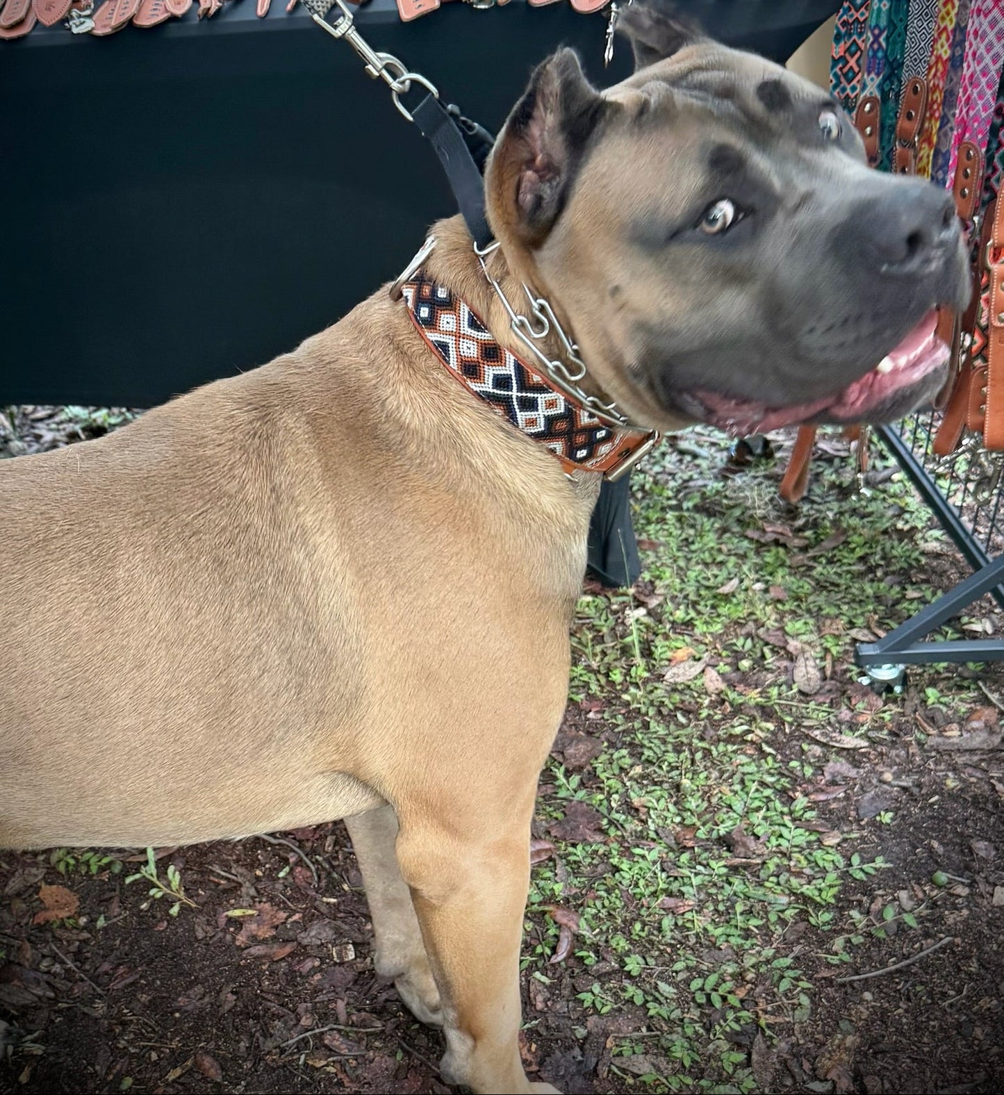 Marco Collar