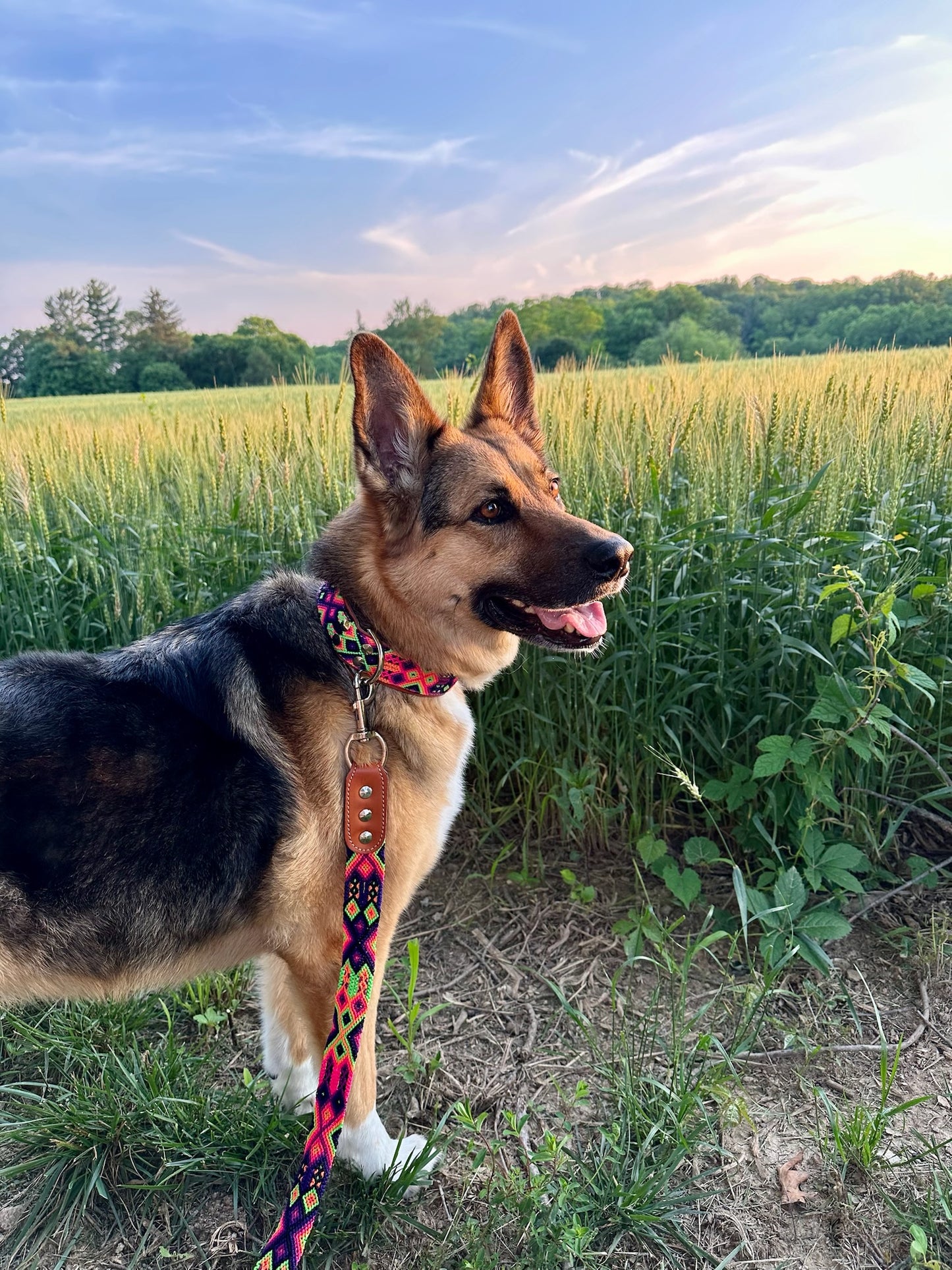 Lilly Collar