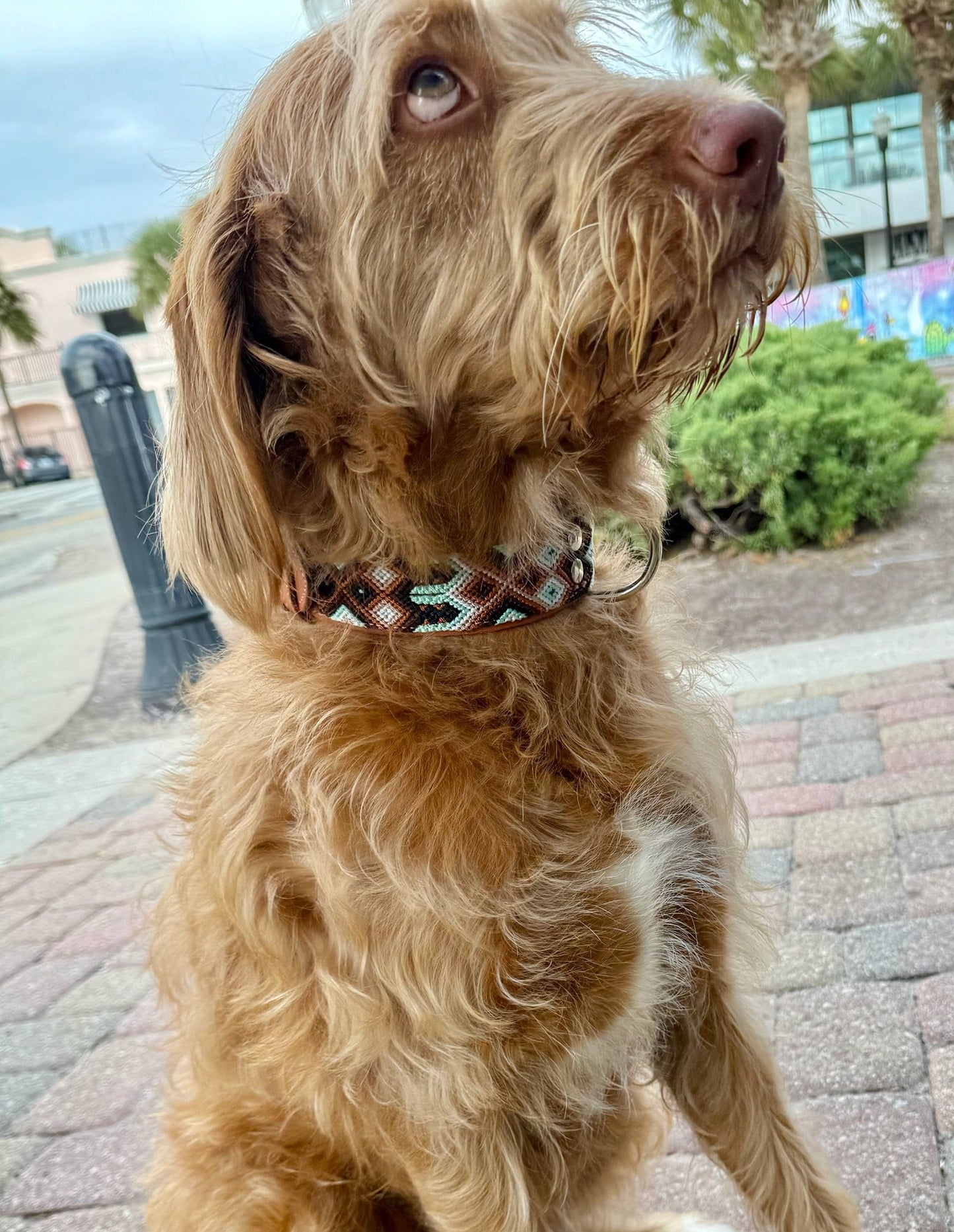 Ohana Collar