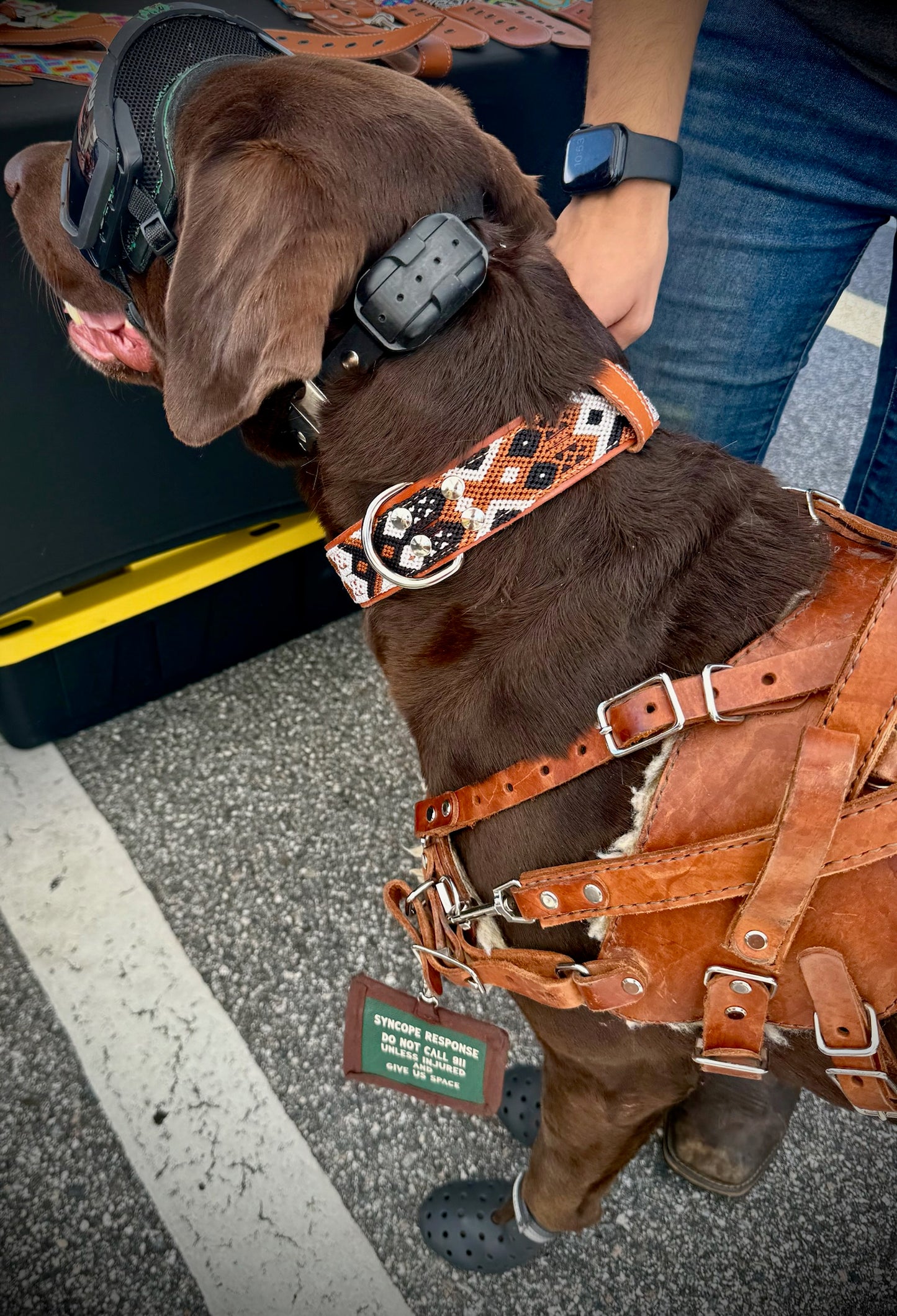 Auggie Collar