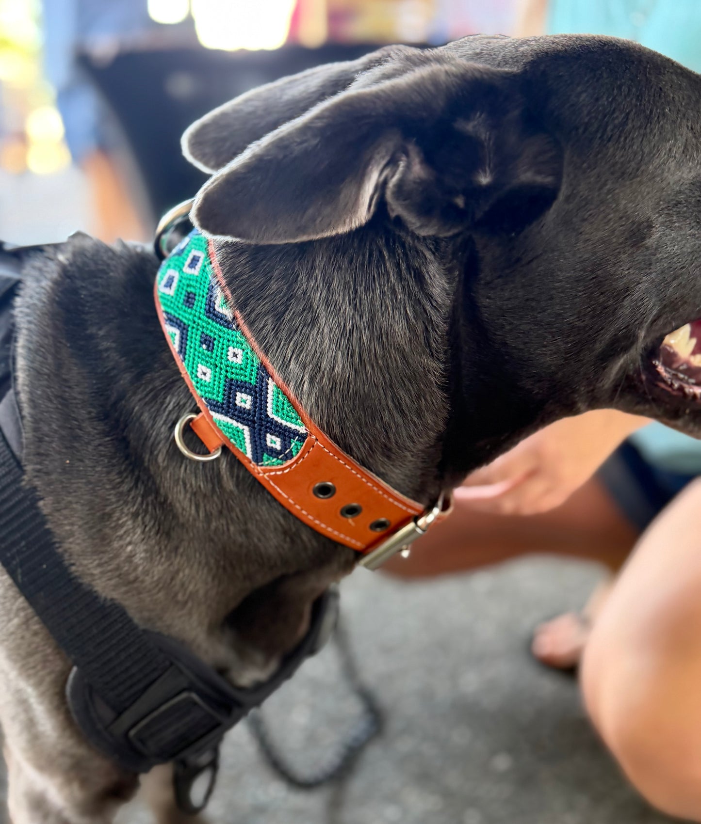 Hendrix Collar