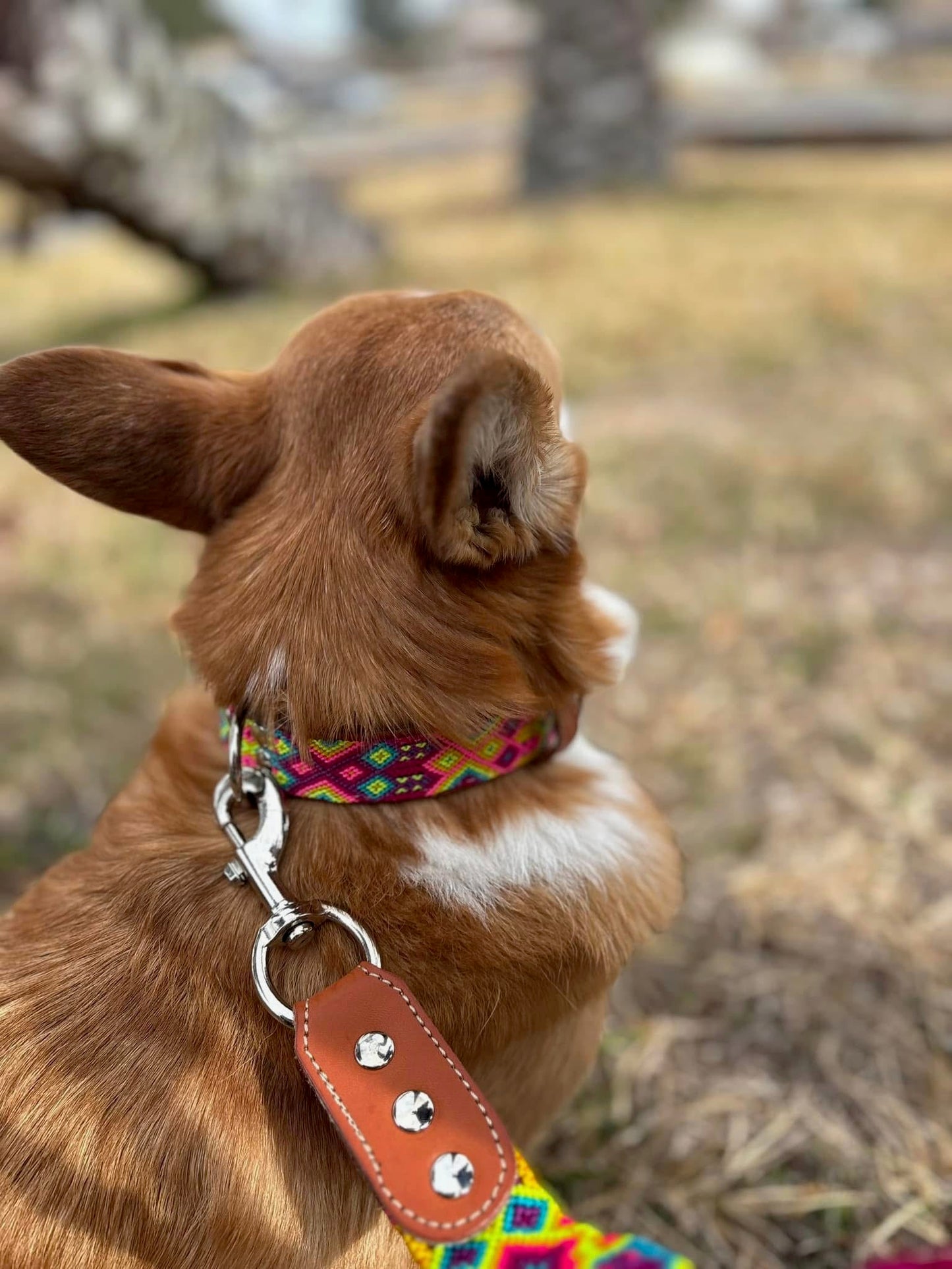 High Tide Collar