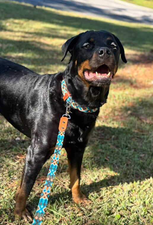 Ziggy Collar