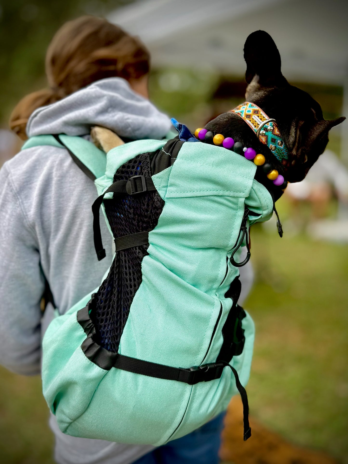 Bruin Collar