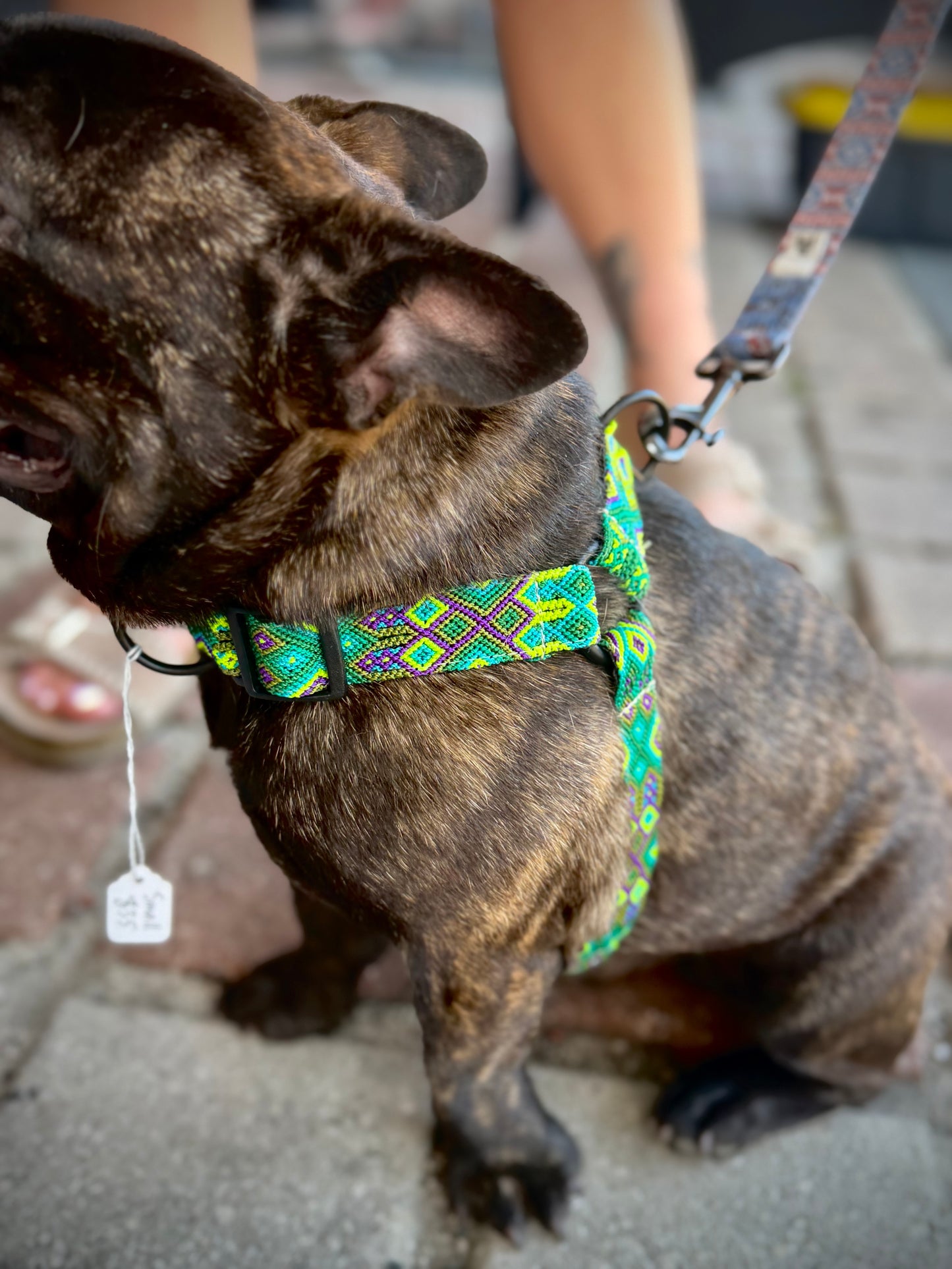 Lahaina Harness
