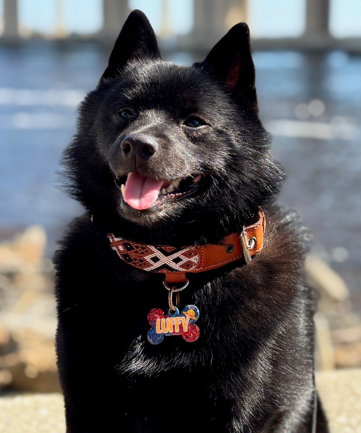 Auggie Collar