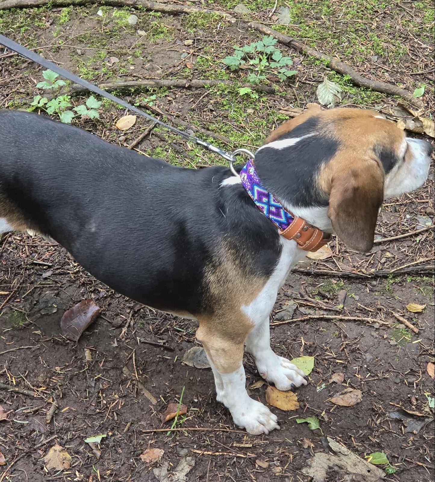 Lucy Collar