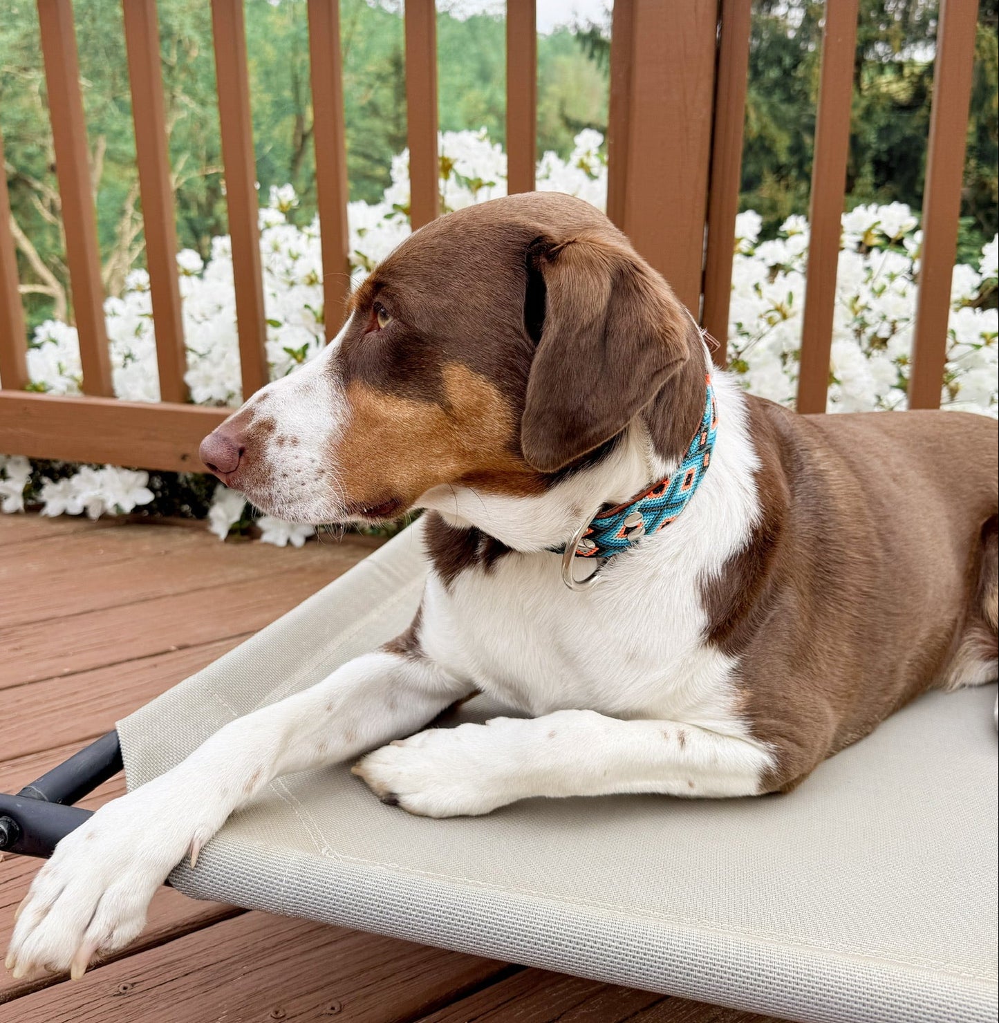 Ziggy Collar