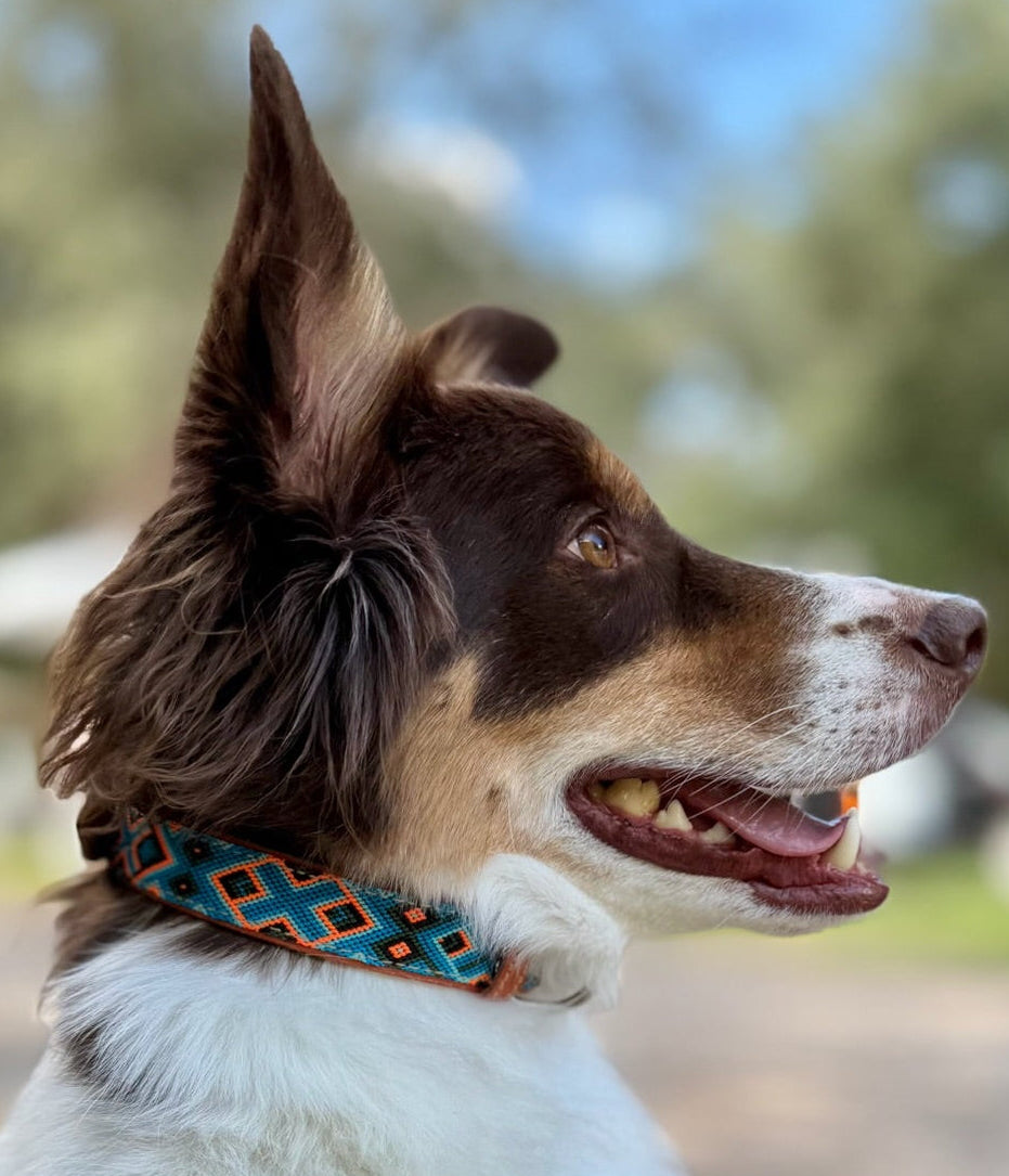 Ziggy Collar