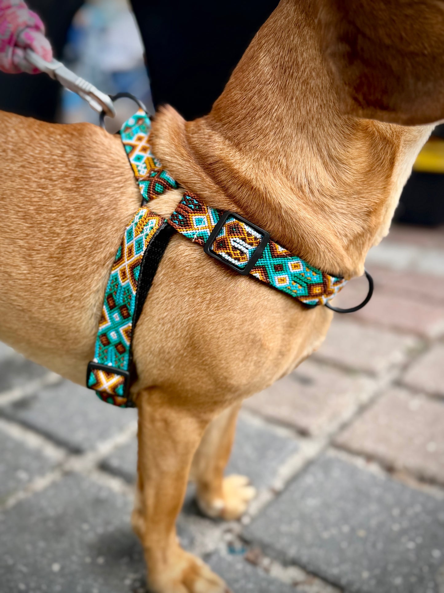 Bruin Harness