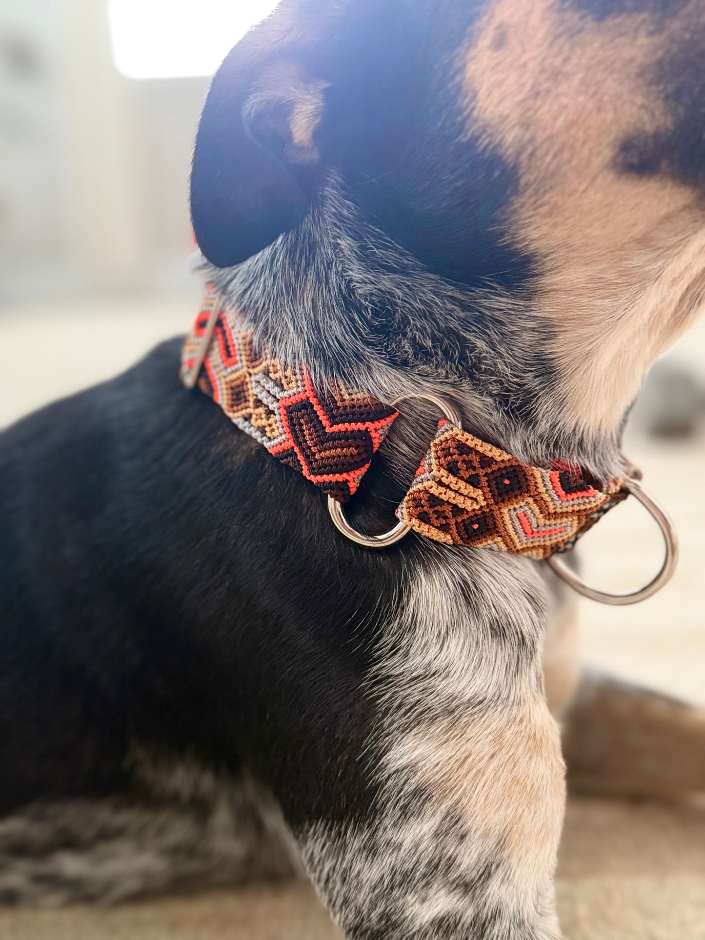 Camden Martingale Collar