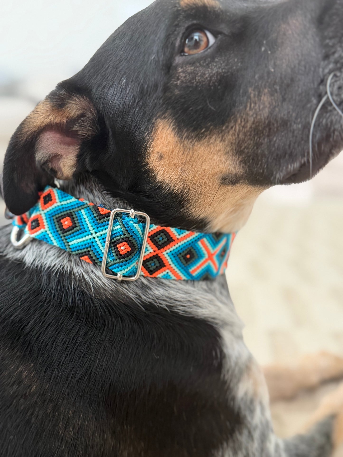 Ziggy Martingale Collar