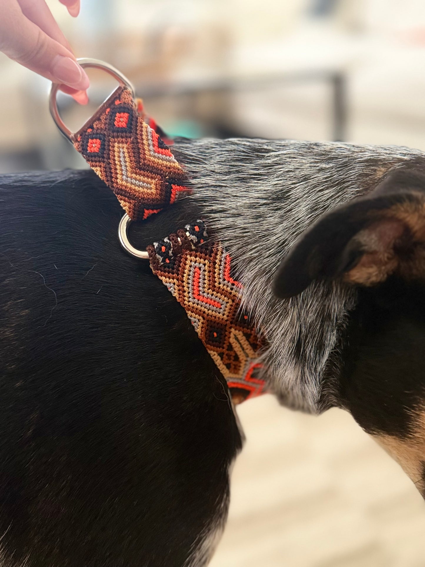 Camden Martingale Collar