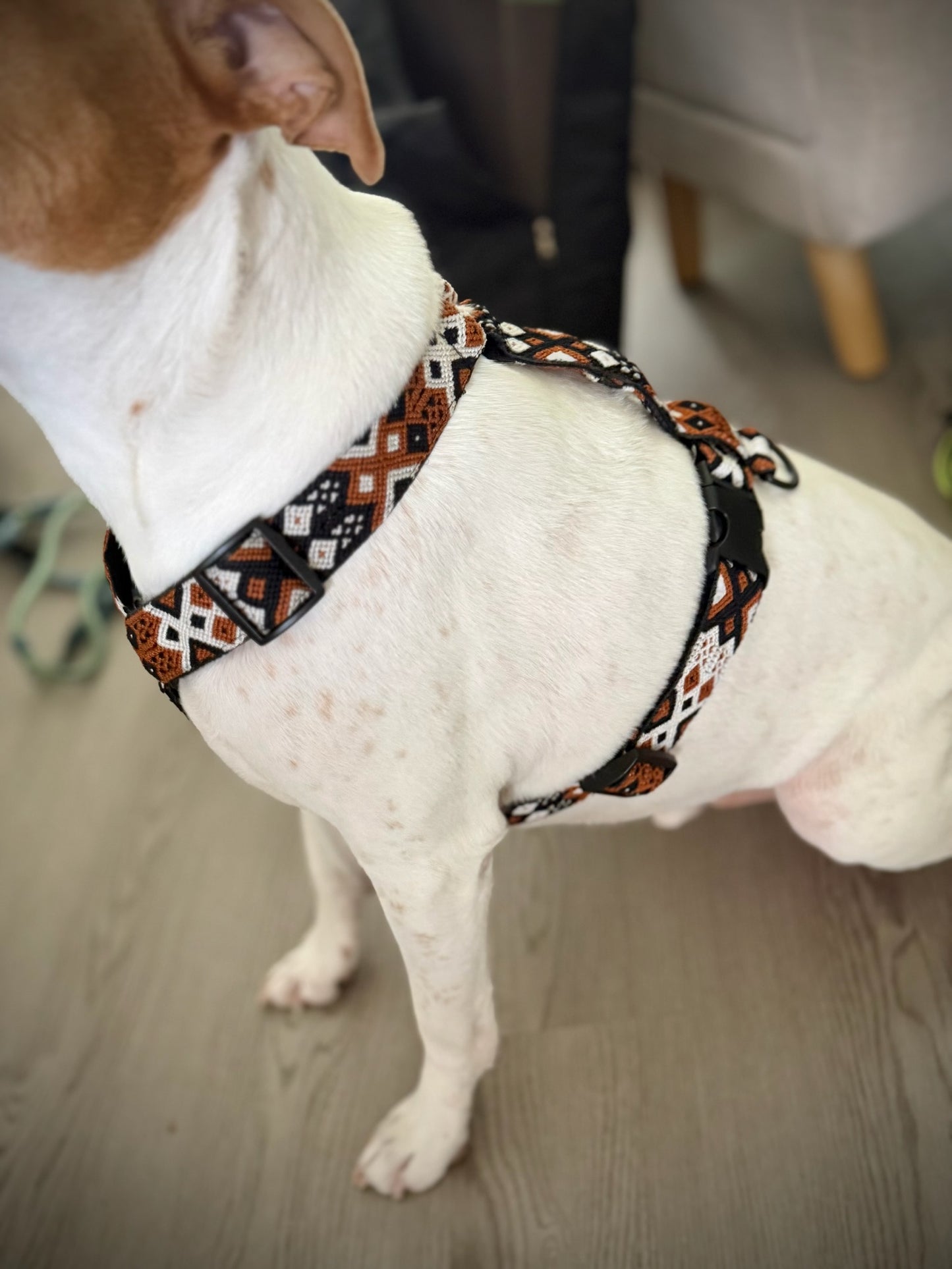 Auggie Harness