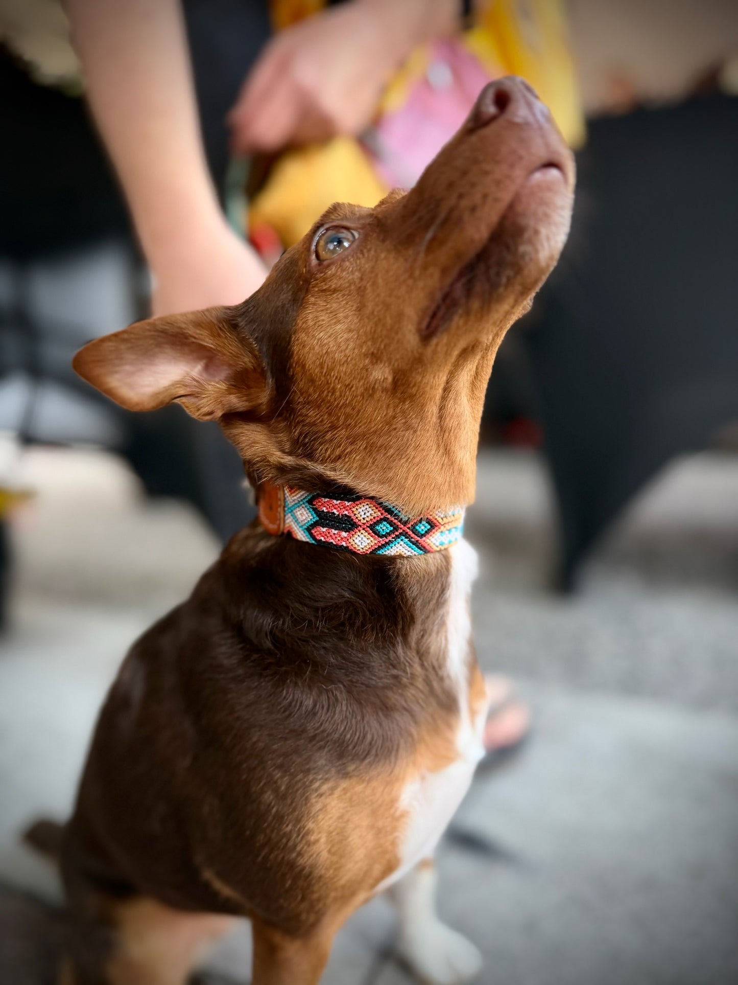 Duke Collar