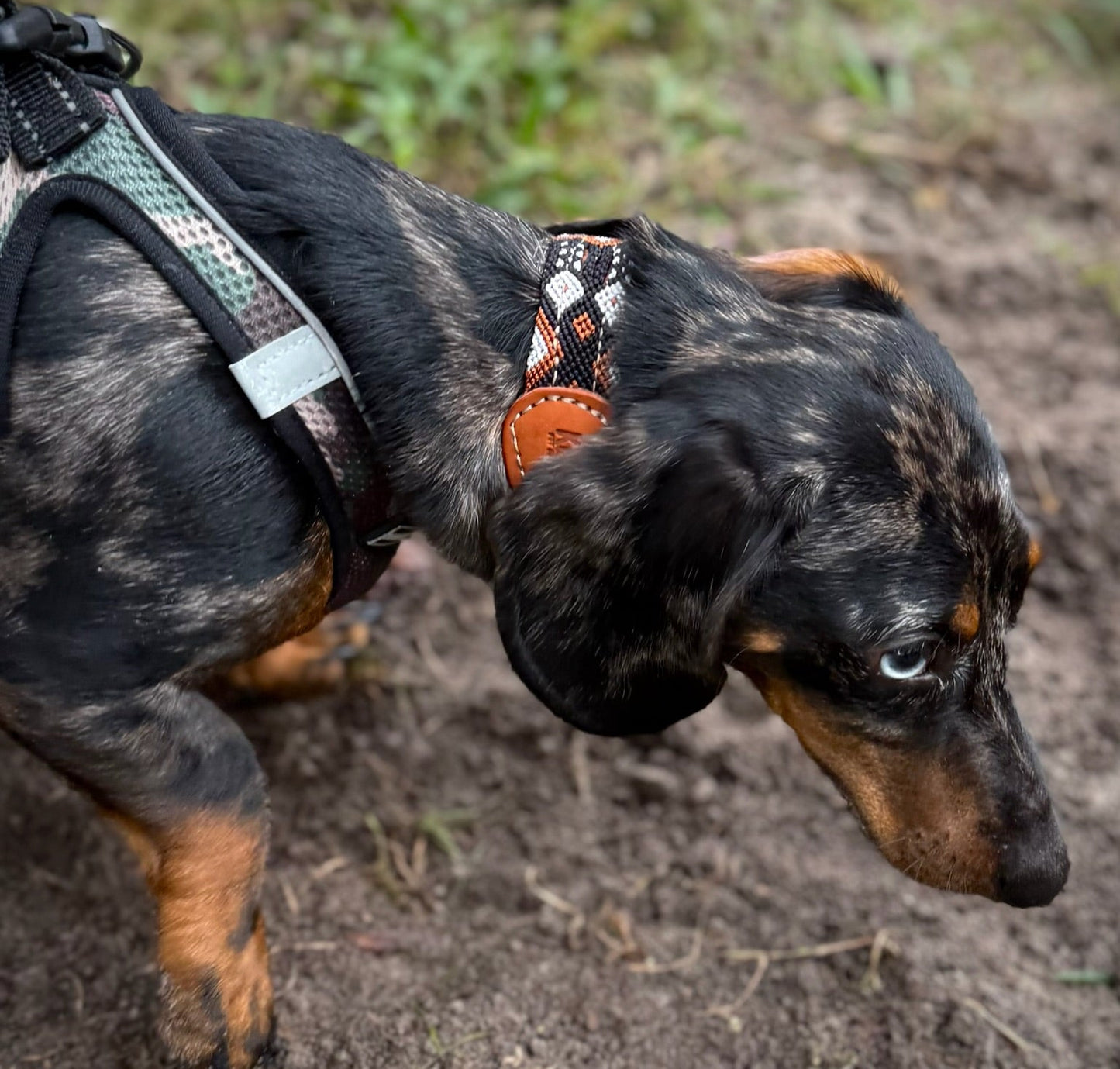 Auggie Collar