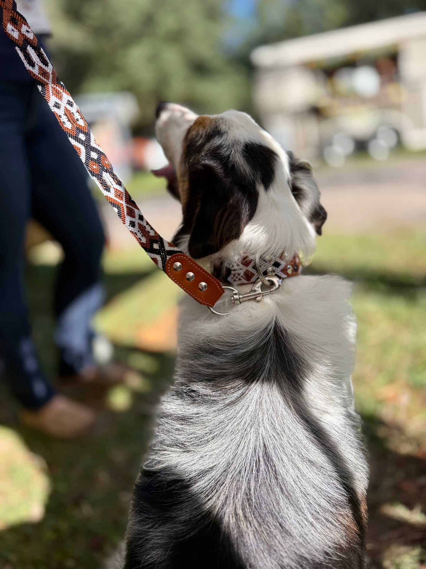 Auggie Collar