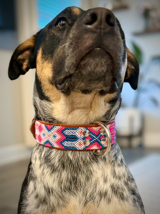 Pretty In Pink Collar
