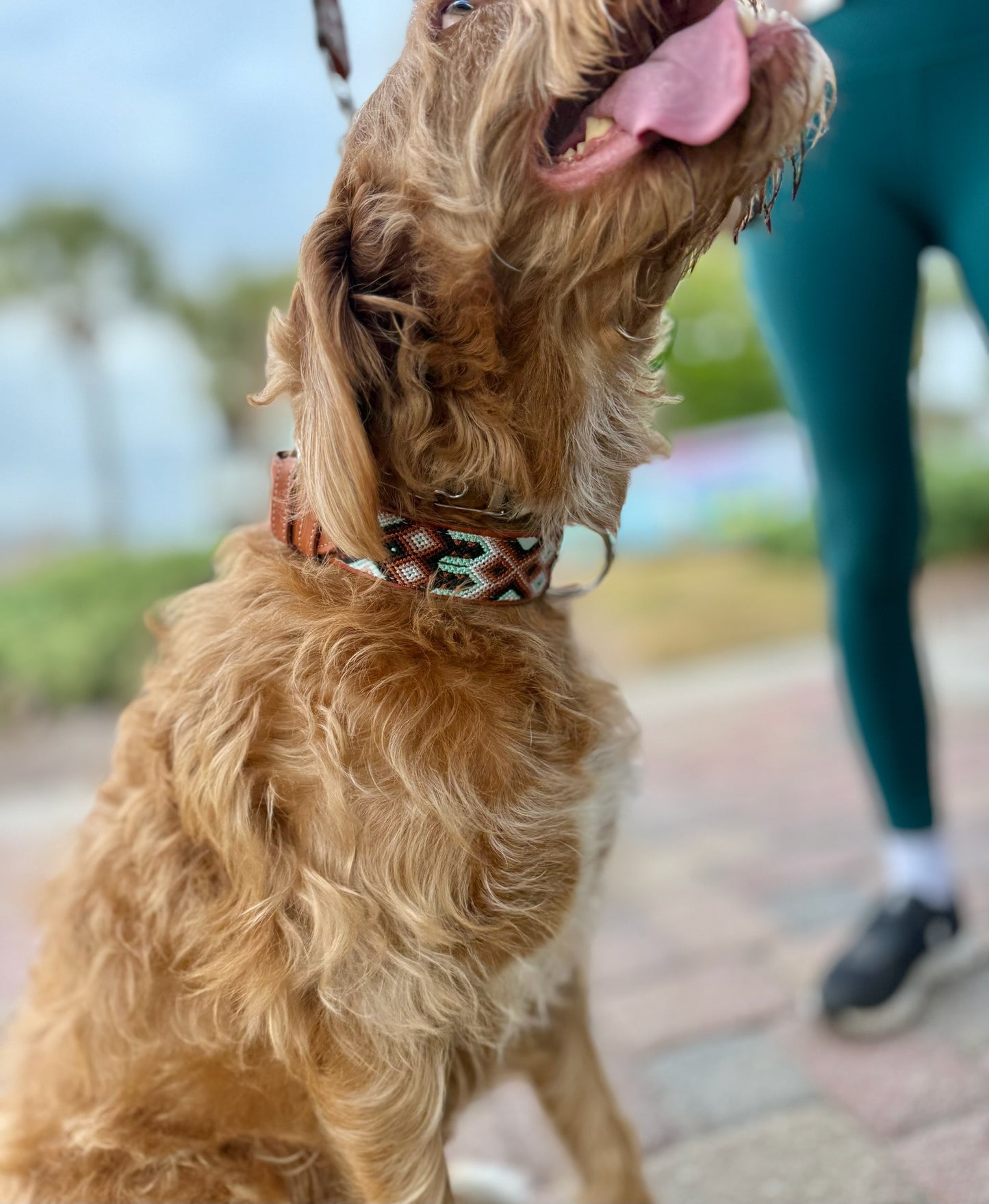 Ohana Collar