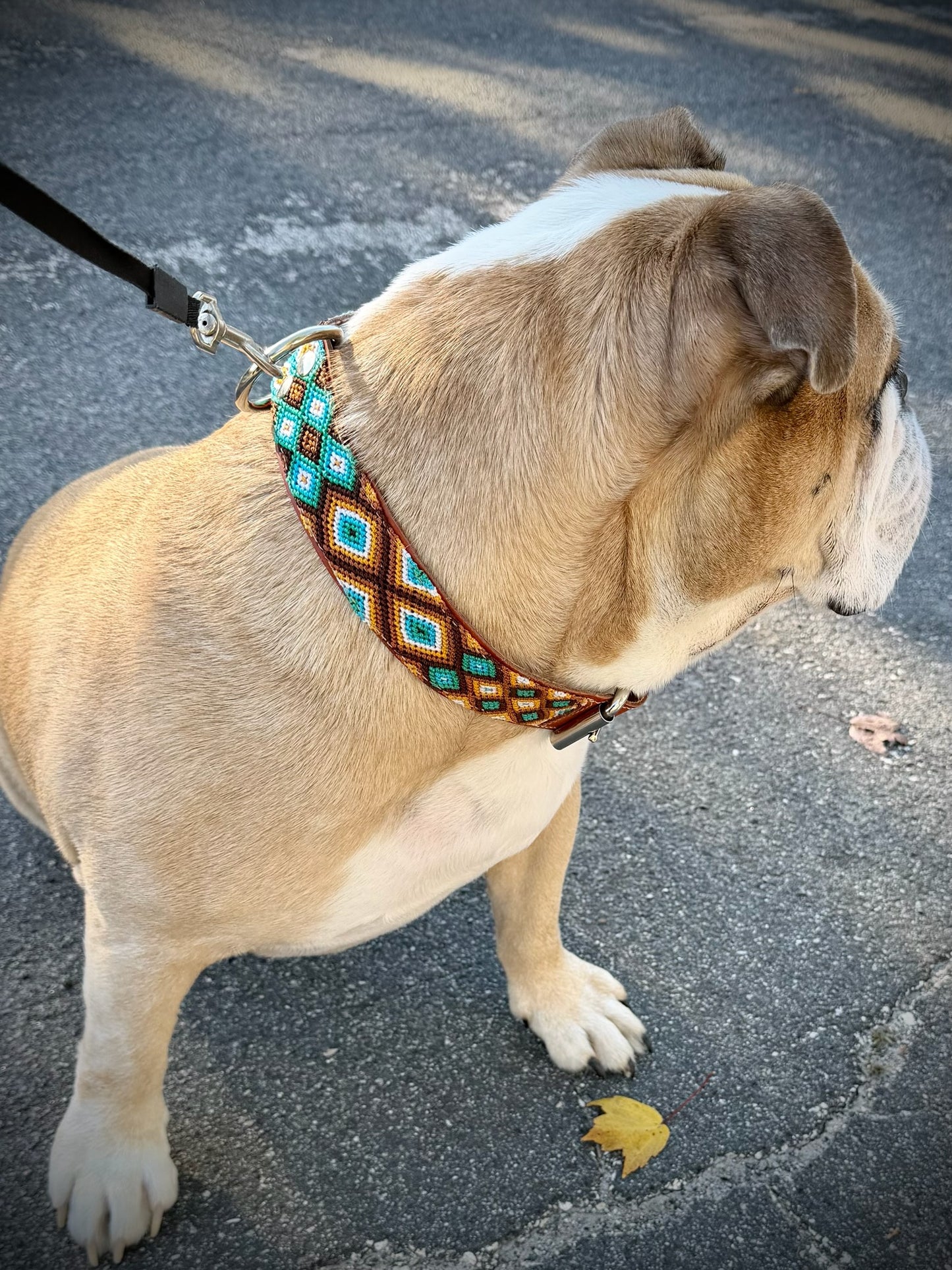 Bruin Collar