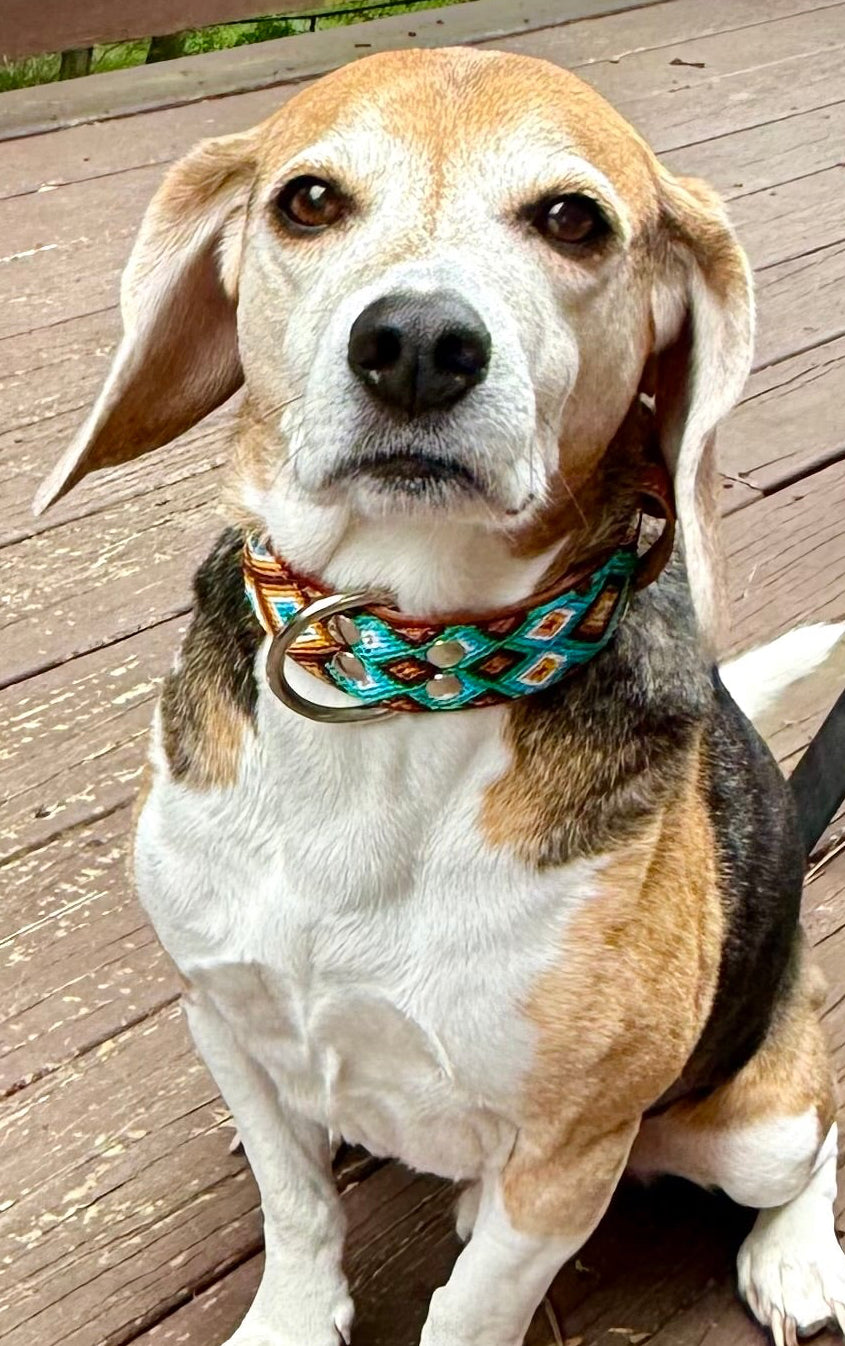 Bruin Collar