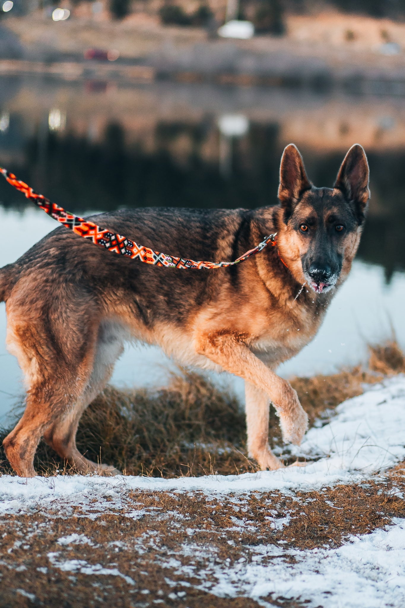 Telluride Leash
