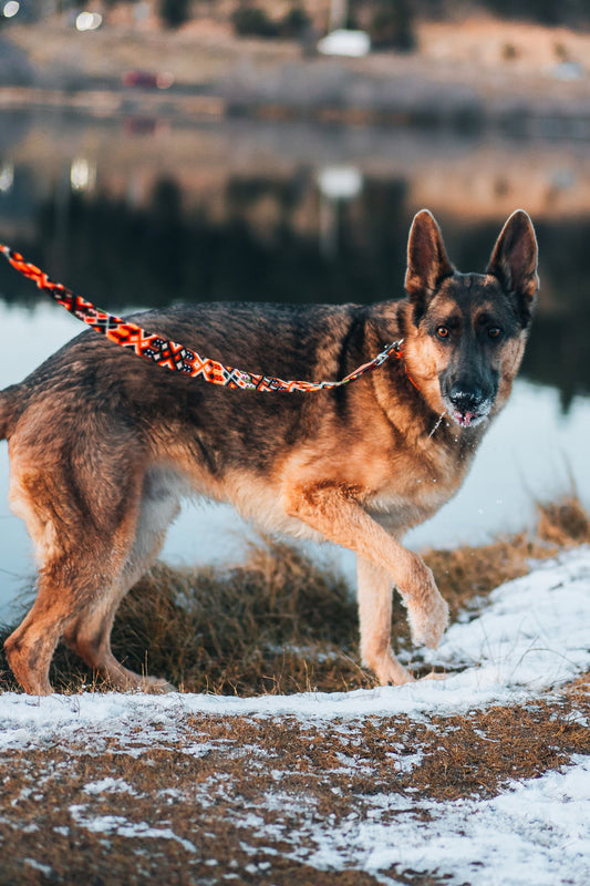 Telluride Leash