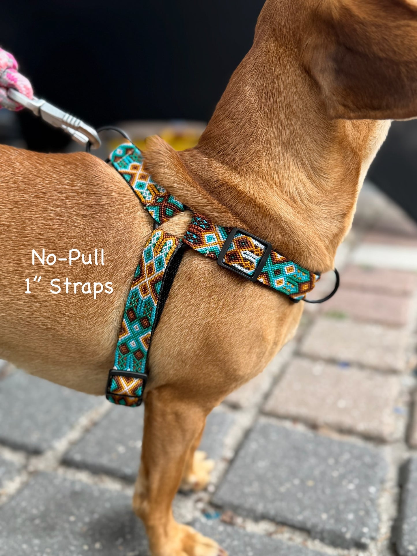 Bruin Harness