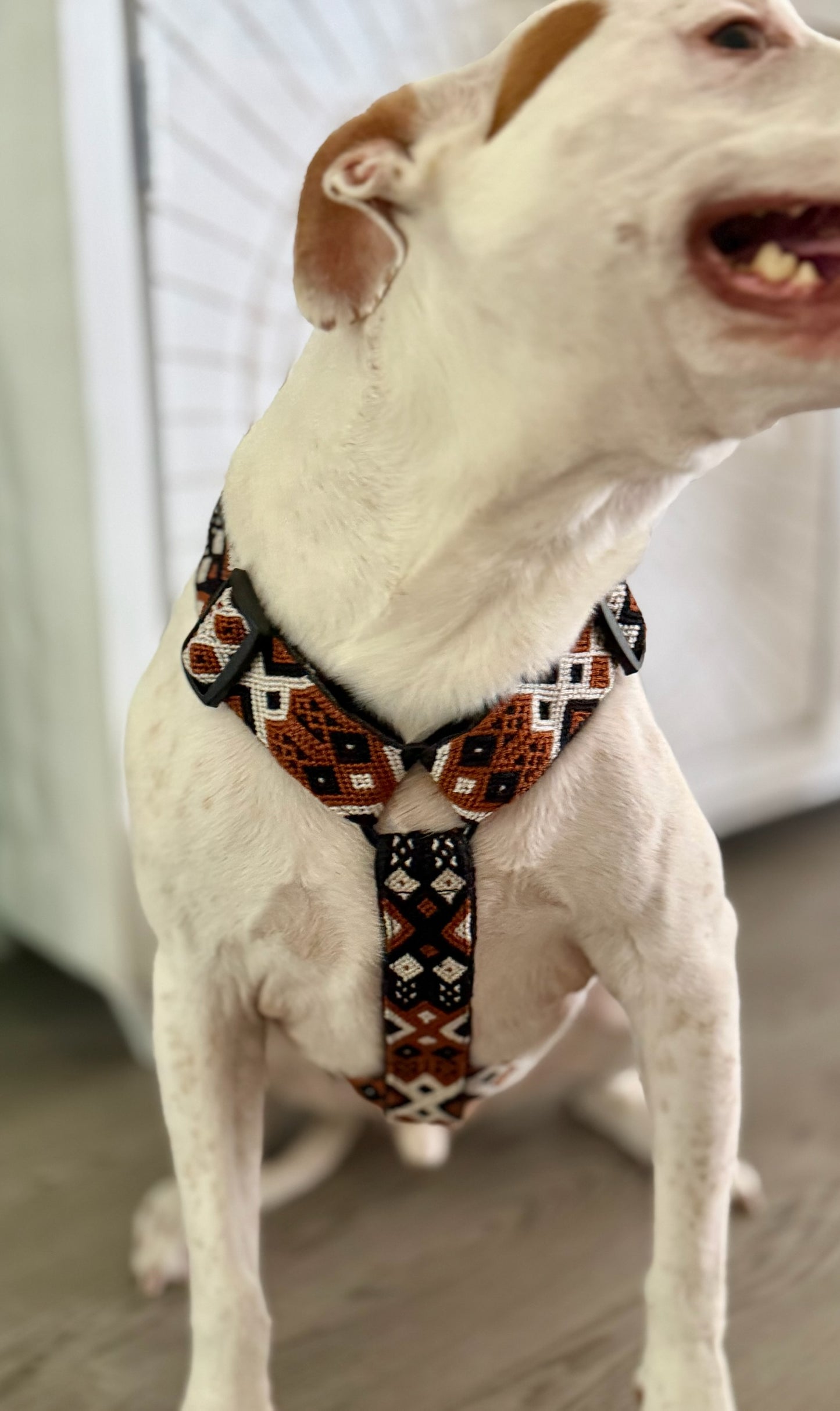 Auggie Harness