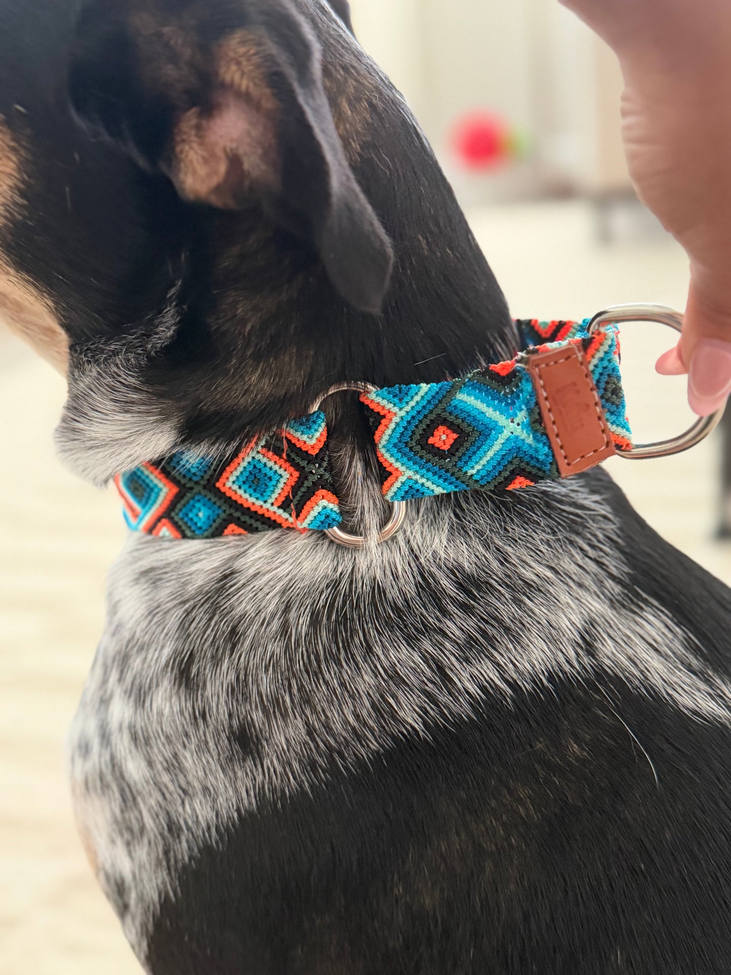 Ziggy Martingale Collar