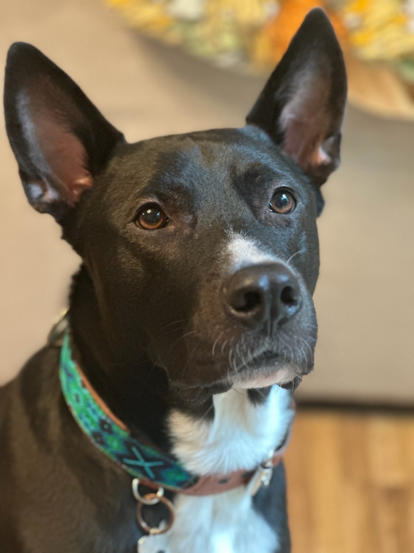 Riptide Collar