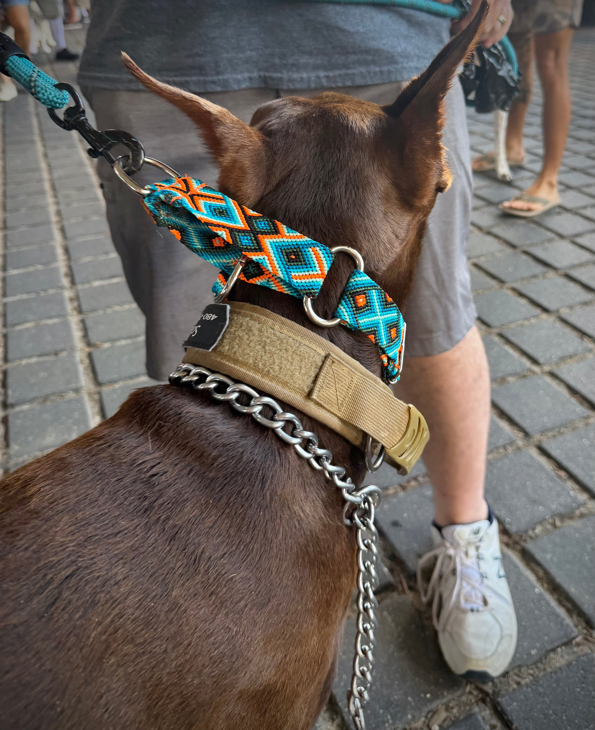 Ziggy Martingale Collar