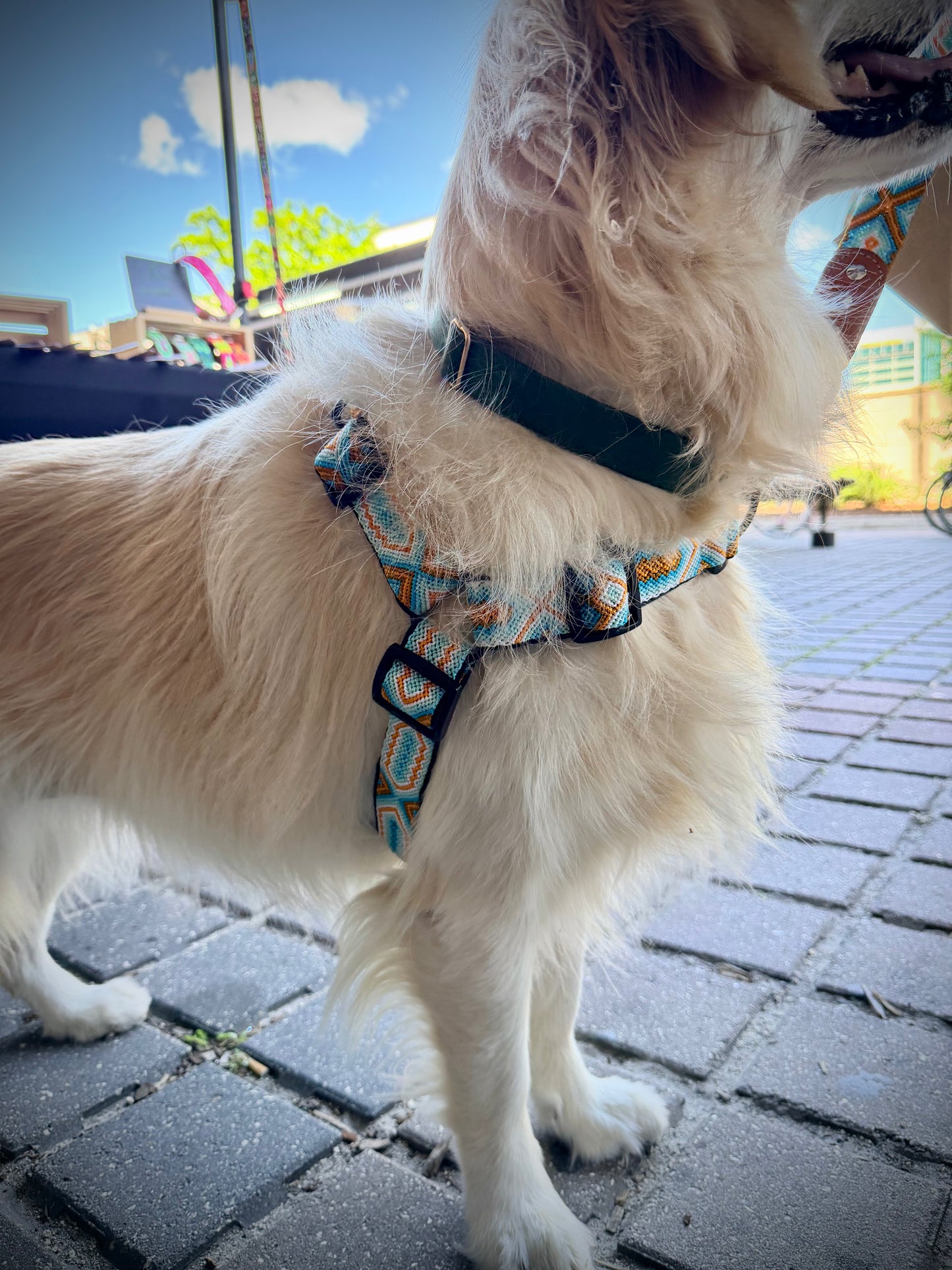 South Beach Harness