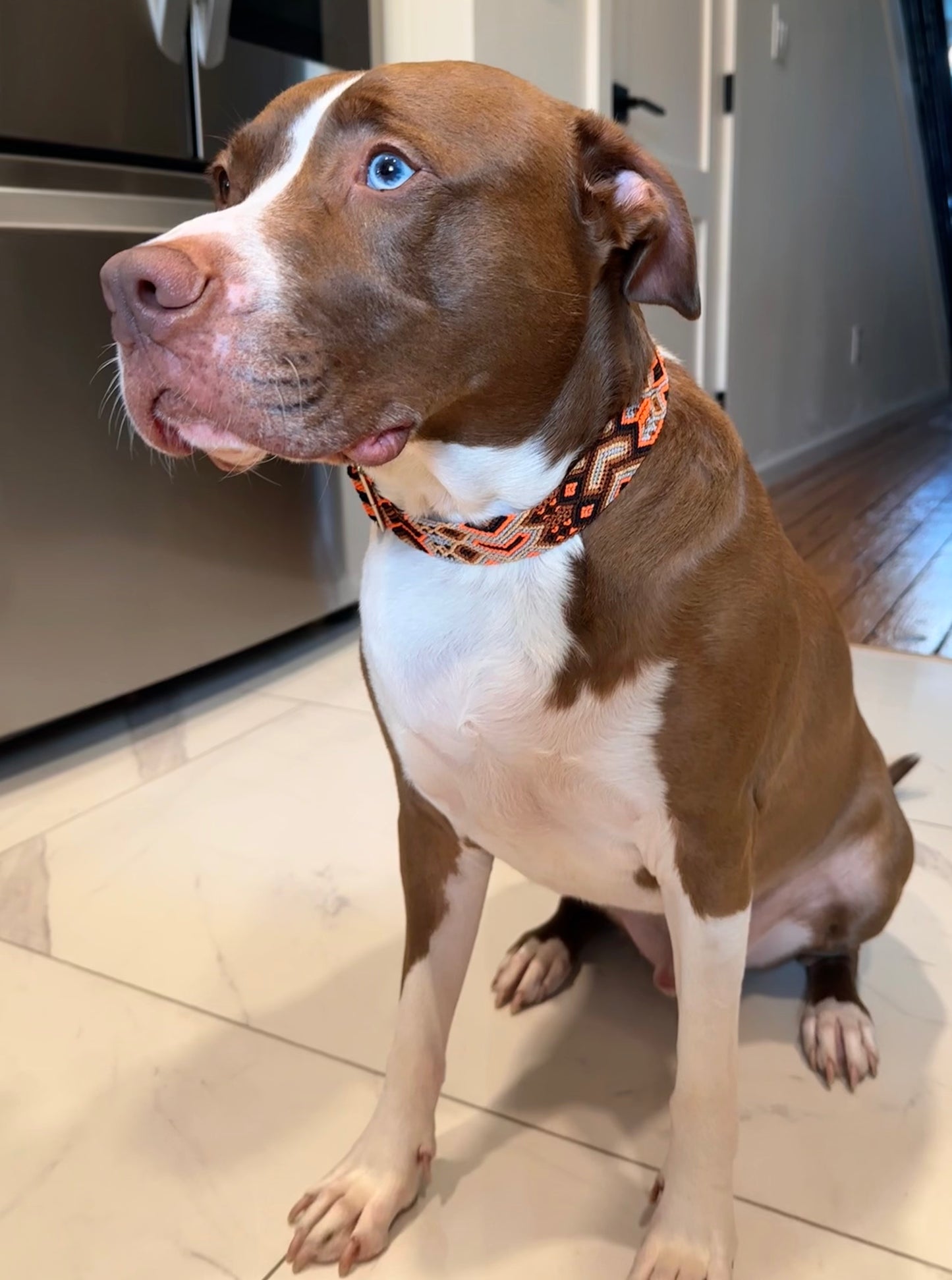 Camden Martingale Collar
