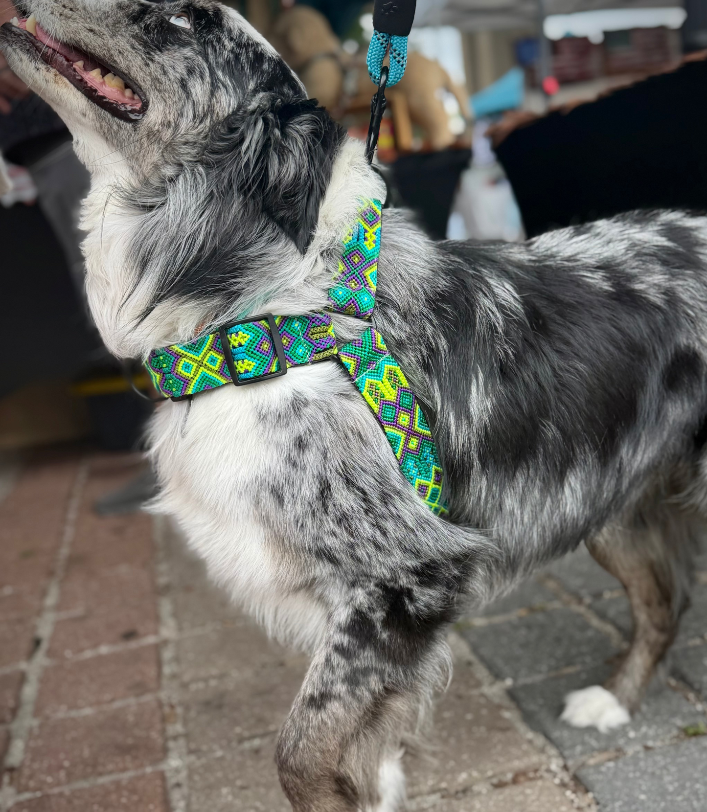 Lahaina Harness