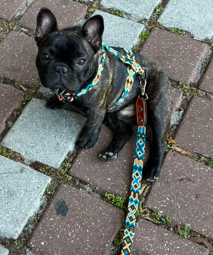 Ziggy Harness