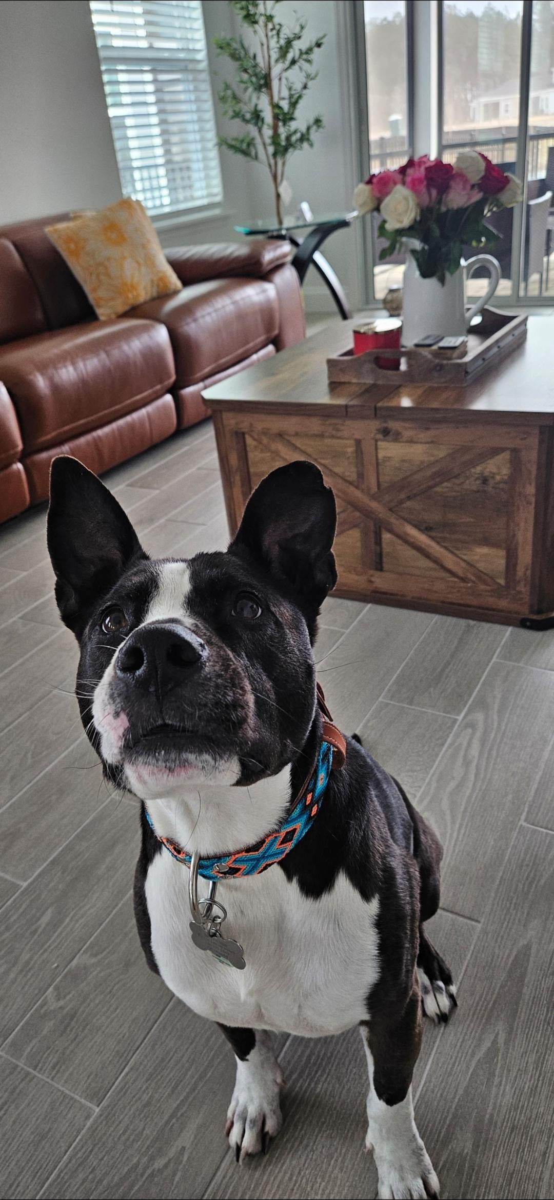 Ziggy Collar