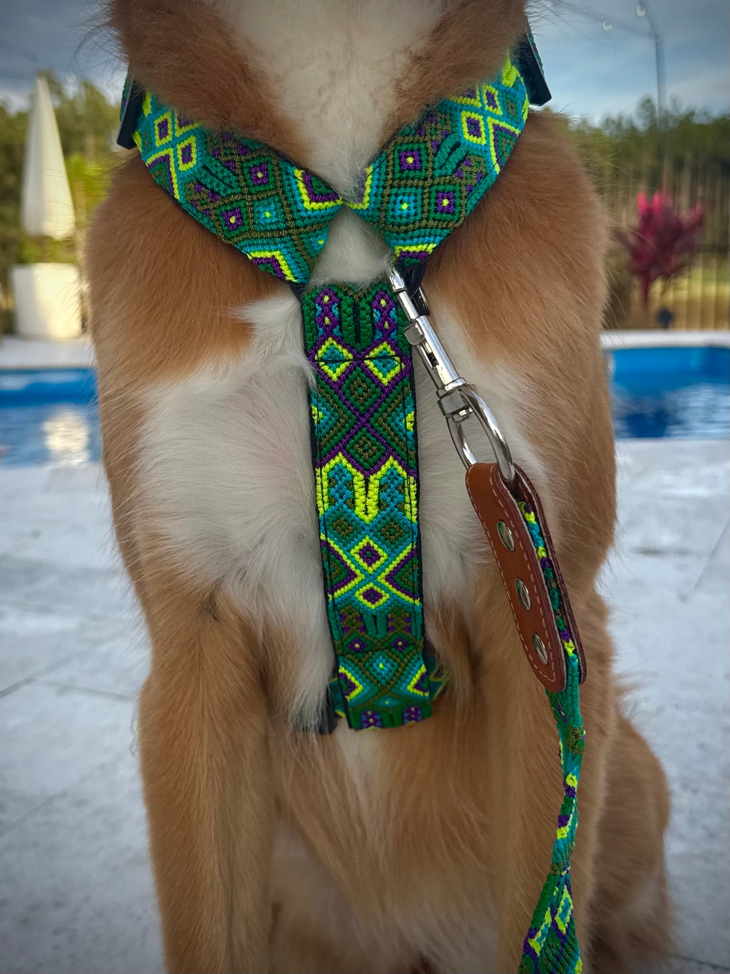 Lahaina Harness