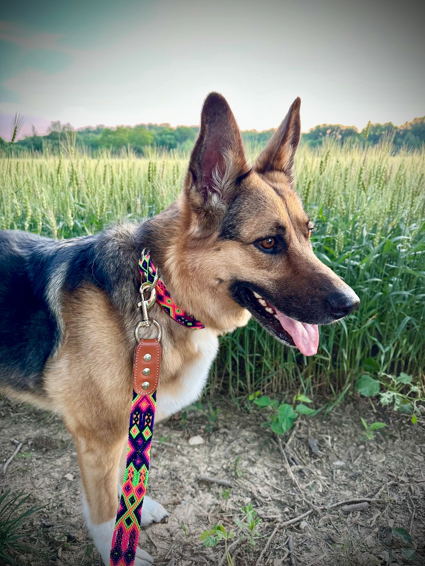 Lilly Collar