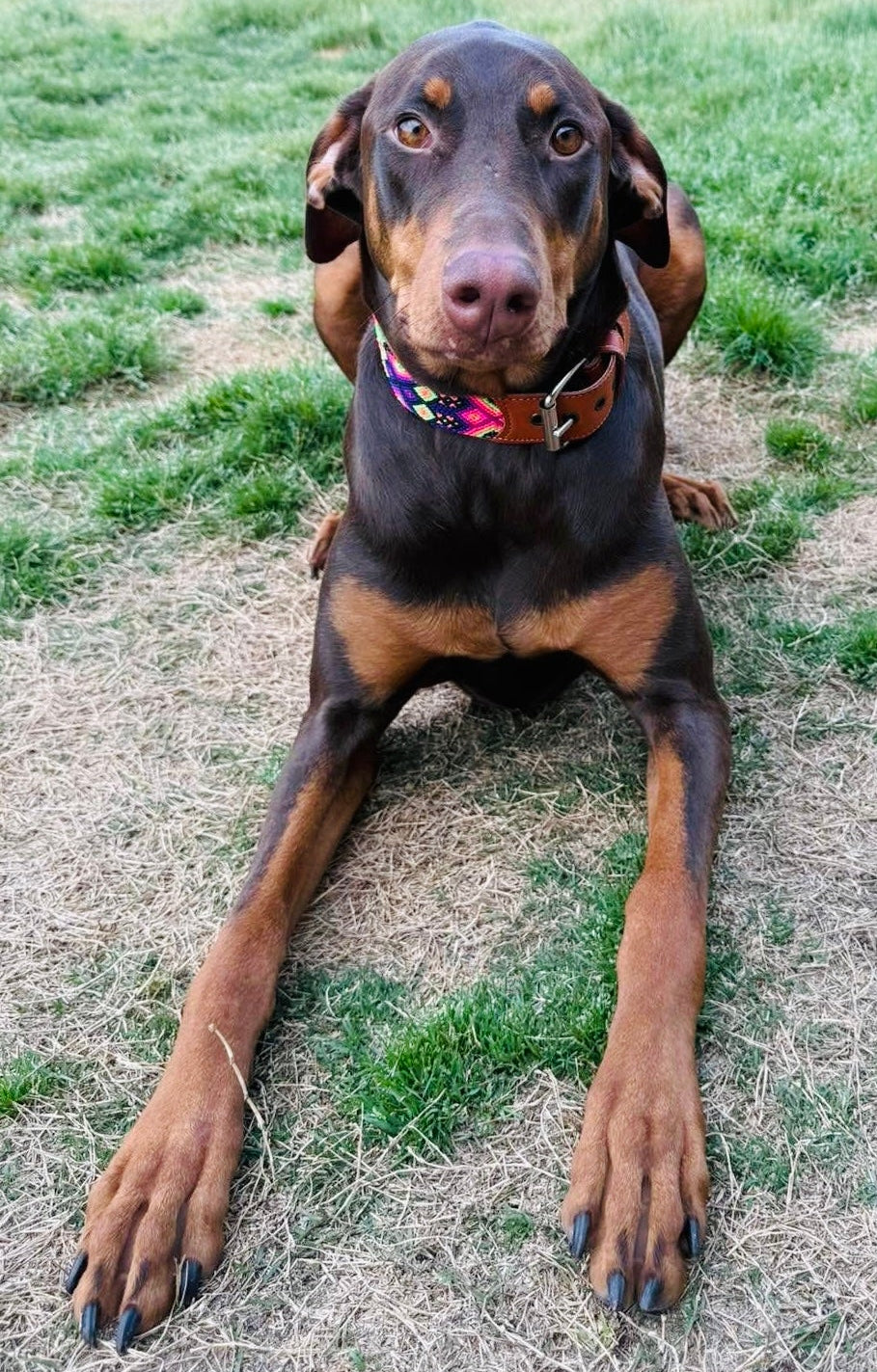 Lilly Collar