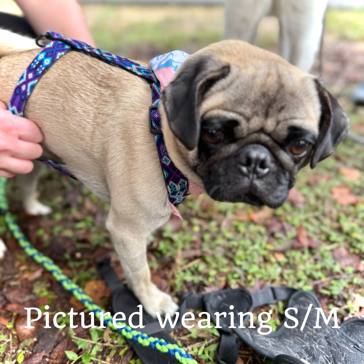 Lucy Harness