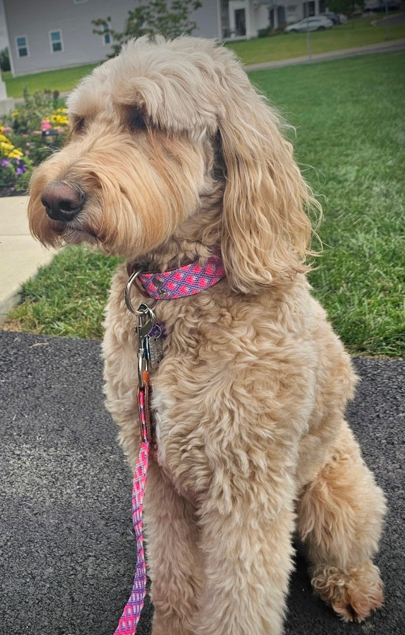 The OC Leash