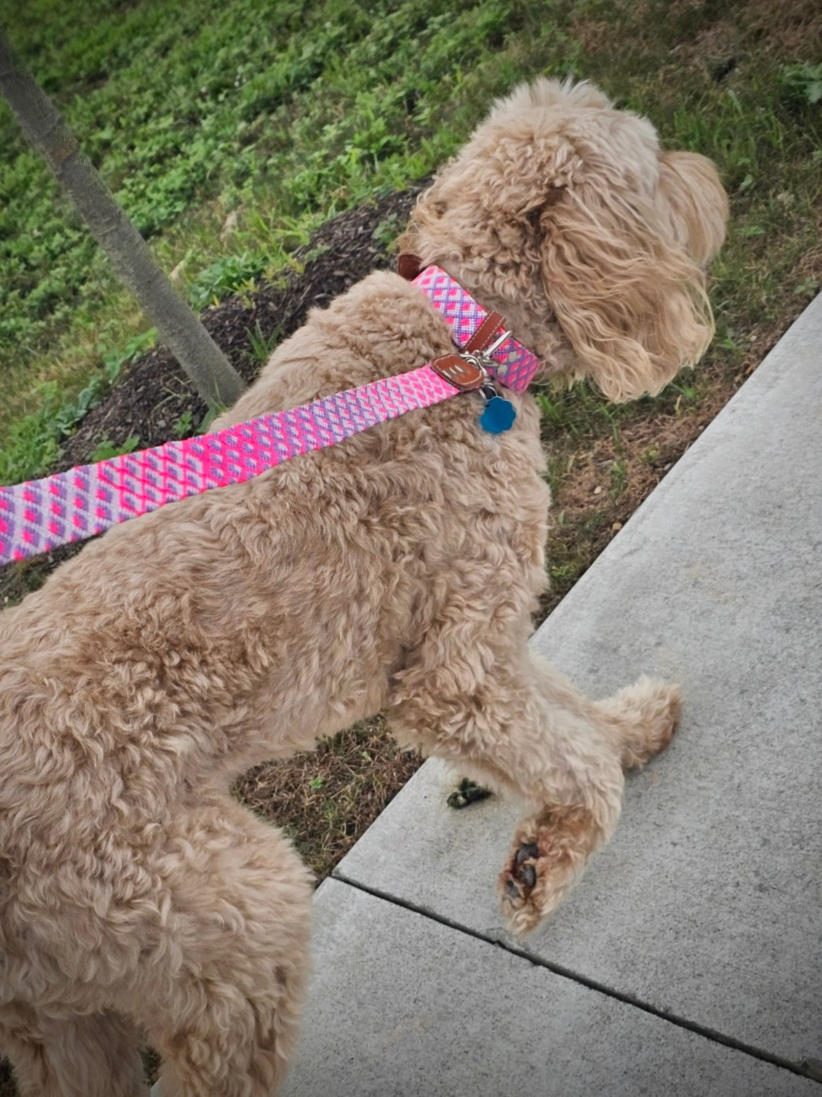 The OC Leash