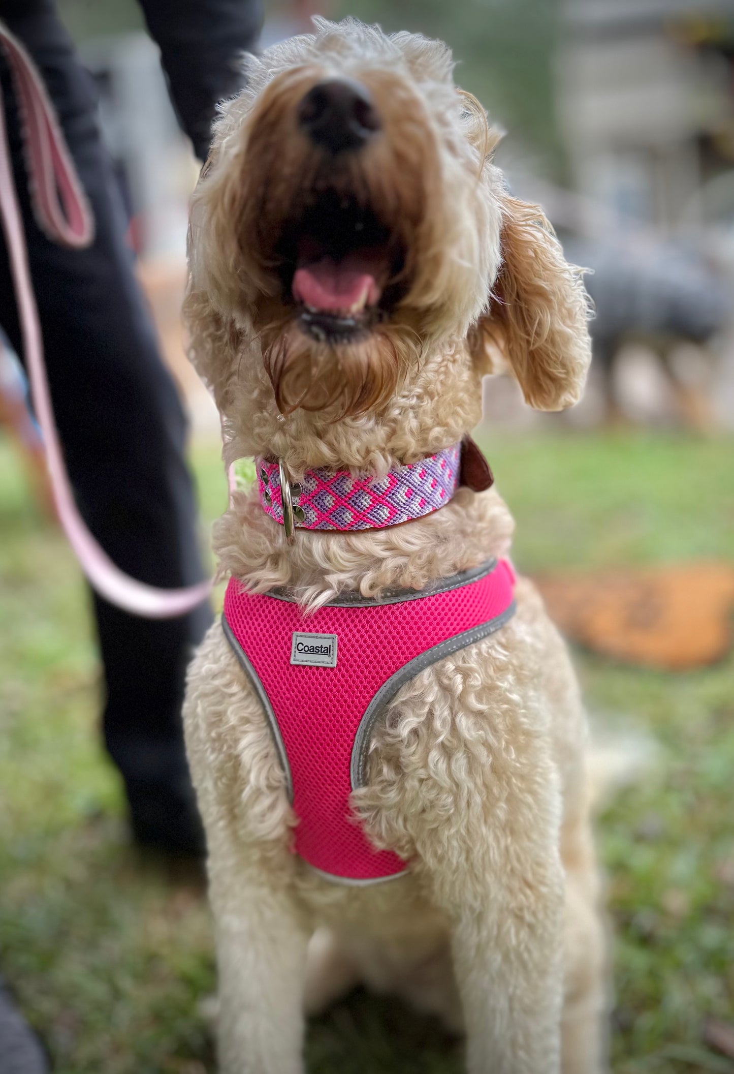 The OC Collar