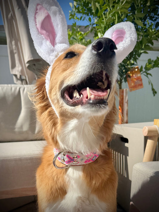 Pretty In Pink Collar